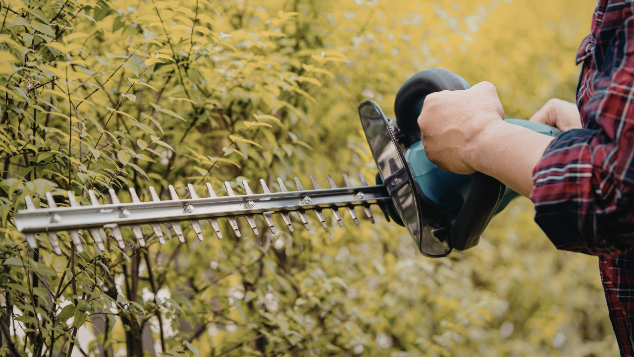 Shrub pruning and hedge trimming service by Emerald Lawn Company