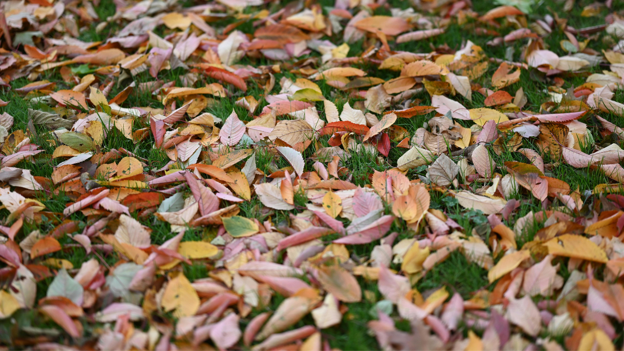 Seasonal yard cleanup service by Emerald Lawn Company